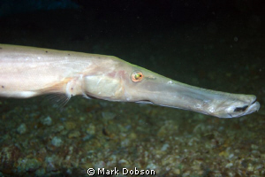 Trumpet fish single ds125 strobe, Ikelite Housing, Canon ... by Mark Dobson 